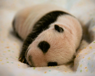 Panda_Cub_BornAug08