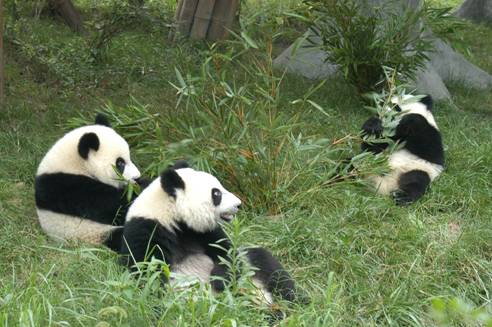 Panda's Eating Bamboo