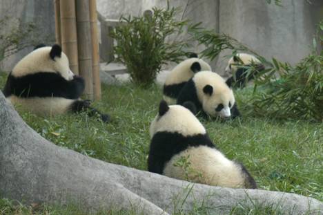 Panda's Relaxing
