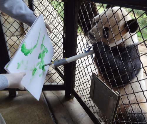 说明: Mei Xiang, a female giant panda at the Smithsonian's National Zoo, painting